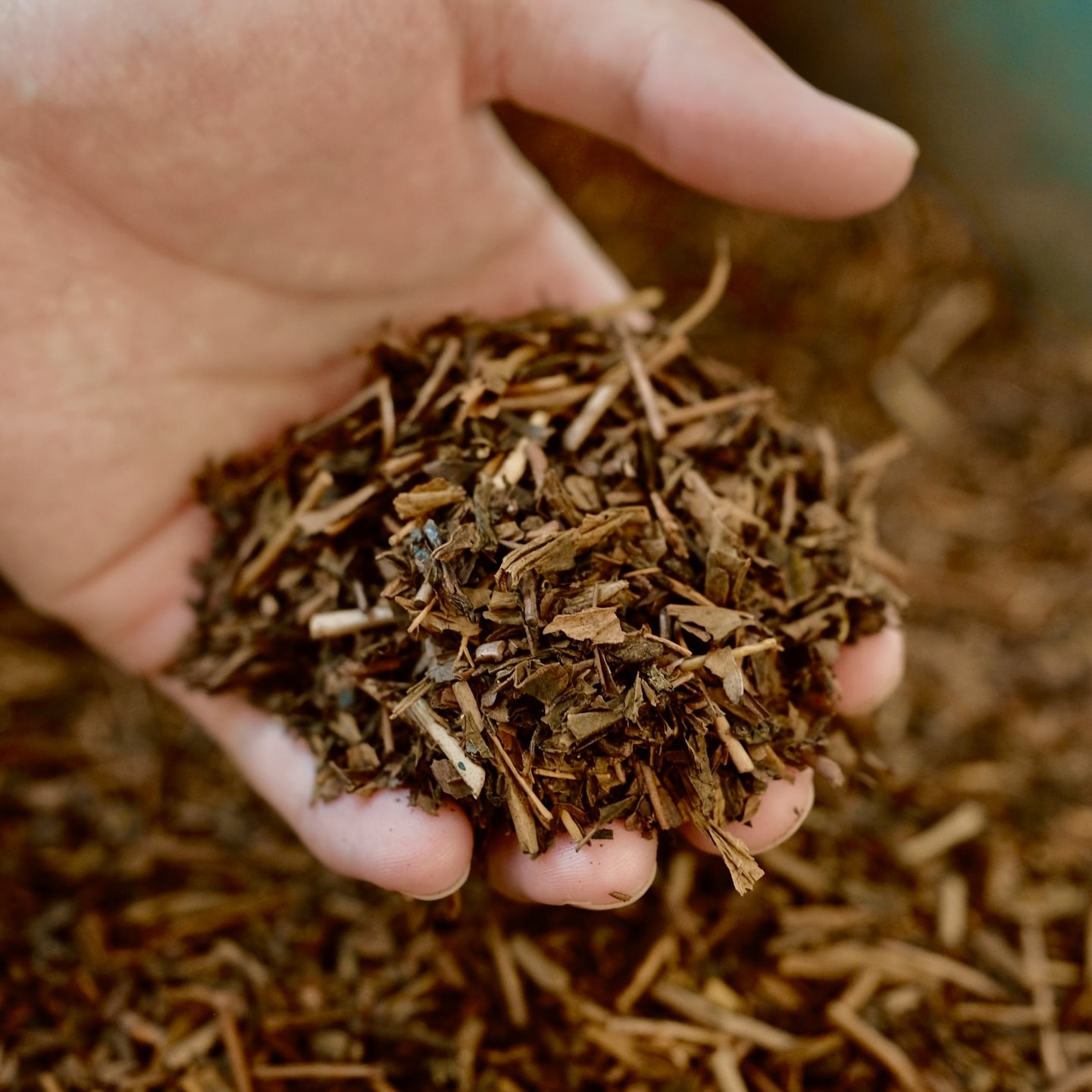 【送料無料】店頭自家焙煎ほうじ茶「おかよちゃん」/ 狭山茶 茶葉 焙じ茶 強火焙煎 東京都小平市で焙煎 小平土産