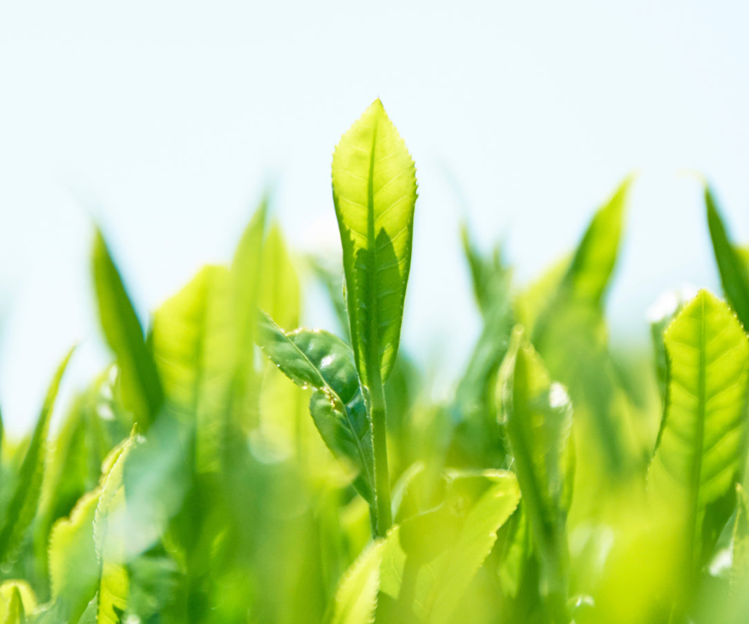 新茶 2026 予約【三大産地のお茶を送料無料で受付中】