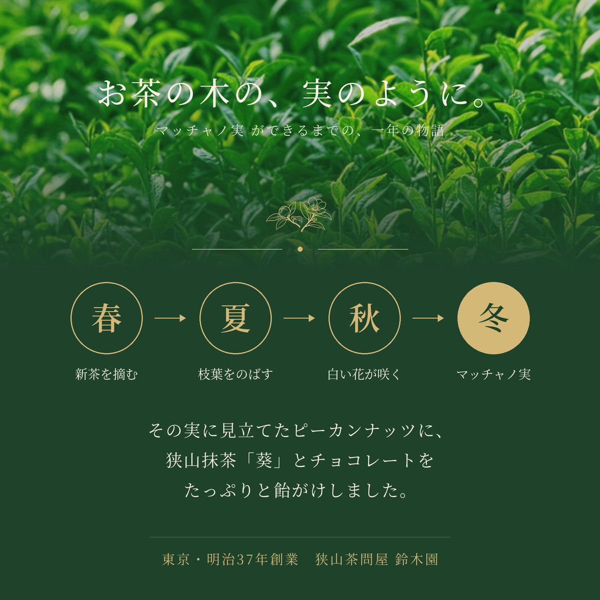 【送料無料】鈴木園の抹茶チョコレート「マッチャノ実」狭山抹茶100%使用！ピーカンナッツチョコレート